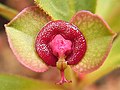 Euphorbia mafingensis aux glandes de nectar fusionnées. Une paire de feuilles élevées vertes se trouve sous le cyathe.