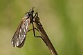 Empis borealis