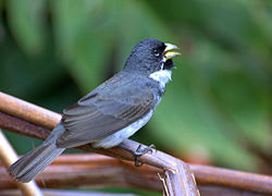 Flickr - Dario Sanches - COLEIRINHO macho (Sporophila caerulescens) (1).jpg