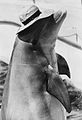 Dolphin named Bebe at the Seaquarium in 1969