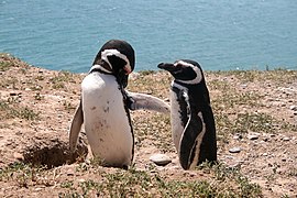 Magelańsczé pingwinë