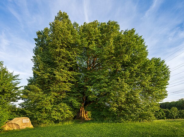 圖為一棵被稱為“聖亞納椴樹”的小葉椴，它是約300歲的自然紀念物，位於德國海爾布隆克希豪森附近的一小丘上。