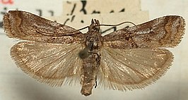 Khorassania compositella