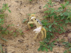 Crabe (Ocypodidae) sur la plage.