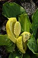 Lysichiton americanus