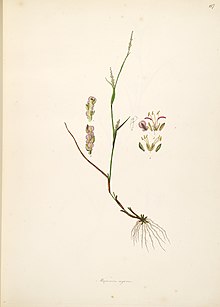 Illustration of Manisuris myurus