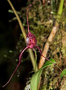 Masdevallia fasciata