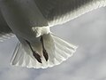 Larus argentatus, Laridae