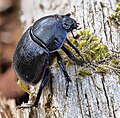 Platz 8: Johannes Robalotoff - Ein Waldmistkäfer (Anoplotrupes stercorosus) im Naturpark Rhein-Taunus - Auf den achten Platz wurde das technisch sehr gut gelungene Foto eines Waldmistkäfers (Anoplotrupes stercorosus) gewählt. Er wurde mit einer Fujifilm X-T20 von Johannes Robalotoff im Naturpark Rhein-Taunus fotografiert. Das ökologisch sehr wichtige Insekt ist eine im Wald häufig vorkommende Art und in ganz Europa zumeist in Buchenwäldern heimisch. Die schwarzblauen Käfer ernähren sich von Kot, manchmal auch von Pilzen und Baumsäften. Ungewöhnlich ist, dass der Waldmistkäfer über zwei unterschiedlich gebaute und an unterschiedlichen Stellen des Körpers angeordnete Lautapparate verfügt.