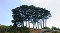 Cypress trees, Melbourne