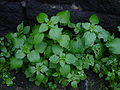 Ortiche (Urtica dioica) - Stinging Nettles.