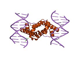 Crystal structure of Escherichia coli sigma70 region 4 bound to its -35 element DNA