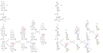 PentoseP Pathway Fischer Polyg--.png