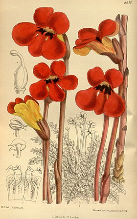 Phelypaea coccinea