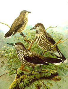 Nucifraga caryocatactes (1901), Naumann, Naturgeschichte der Vögel Mitteleuropas