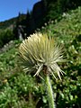 Pulsatilla occidentalis