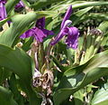 Roscoea auriculata K.Schum.