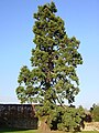 A giant Sequoia (Sequoiadendron giganteum).