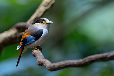 Silver-breasted broadbill, by JJ Harrison