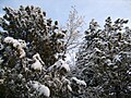 S snegom pokrita drevesa v Afganistanu