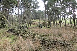 Strip, Bryngydfa - geograph.org.uk - 4357497.jpg