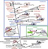 Cell structure divergence in phagotrophic non-amoeboid flagellates provided the basis for evolving animals, fungi, plants and chromists