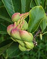 Vruchten van Magnolia (beverboom).