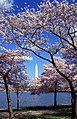 Vue vers le nord depuis le West Potomac Park avec le Tidal Basin, et les cerisiers en fleurs.