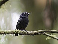 White-streaked antvireo