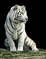 Tigre blanco