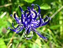 Round-headed rampion