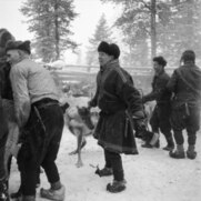 A reindeer round-up in the village of Äkäslompolo, Kolari, Finnish Lapland, in 1954 (JOKAUAS2 1B04-3).tif