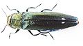 Agrilus biguttatus, specimen (Agrilinarum)