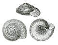 The haplotrematid snail, Ancotrema sportella from Binney, 1878.