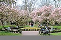 Magnolienhain in Aschaffenburg im Frühjahr 2020