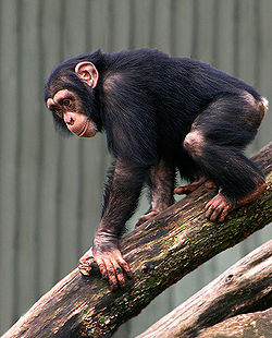 Chimpanse (Pan troglodytes)