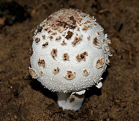 Chlorophyllum brunneum (Agaricales)