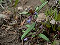 Collinsia parviflora