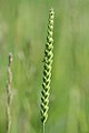 Crested dog's tail