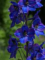 Delphinium elatum, hibrid