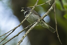 Double-collared Seedeater - Intervales NP - Brazil S4E0378 (12931529734).jpg