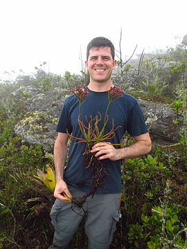 "Drosera_magnifica00.jpg" by User:Fernando Rivadavia