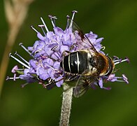 Eristalis rupium (female) - Flickr - S. Rae (1).jpg