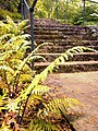 Farntreppe mit Dryopteris atrata (Elefantenrüsselfarn)