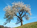 Albero di ciliegio in fiore.