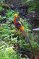 Male; Tangjiahe Nature Reserve, Sichuan, China