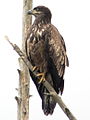 Haliaeetus leucocephalus