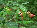 Lonicera ciliosa