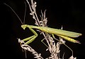 Mantis religiosa