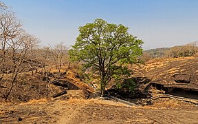 Sanjay Gandhi National Park